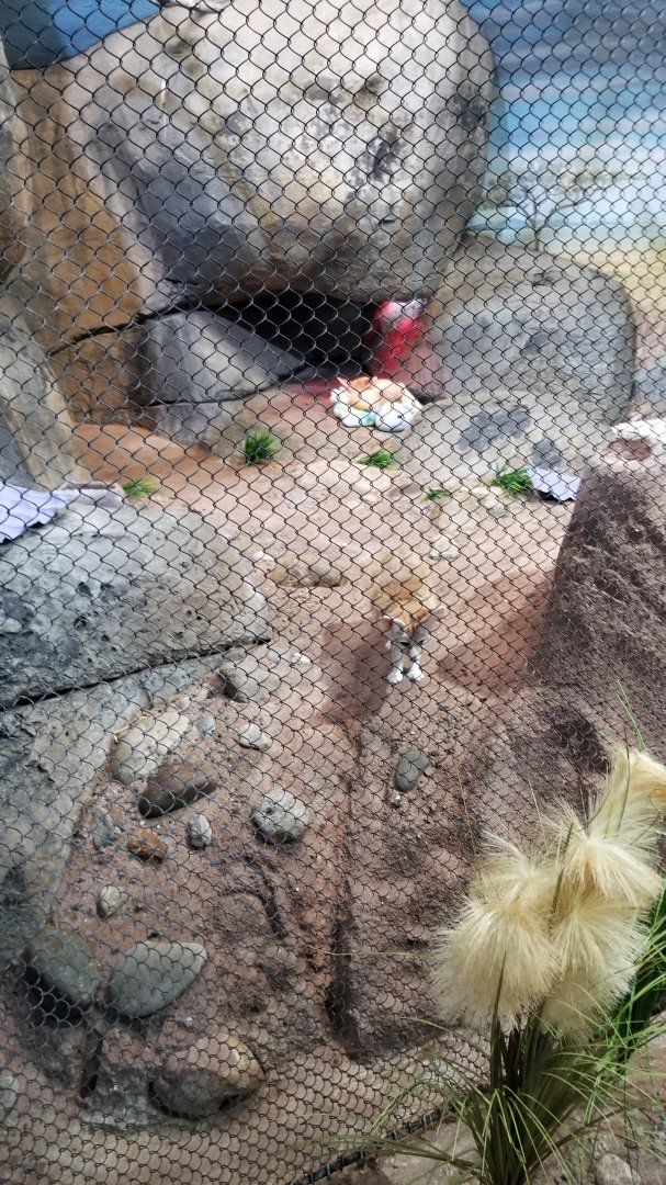 Staten Island Zoo - Fennec foxes (very friendly!)