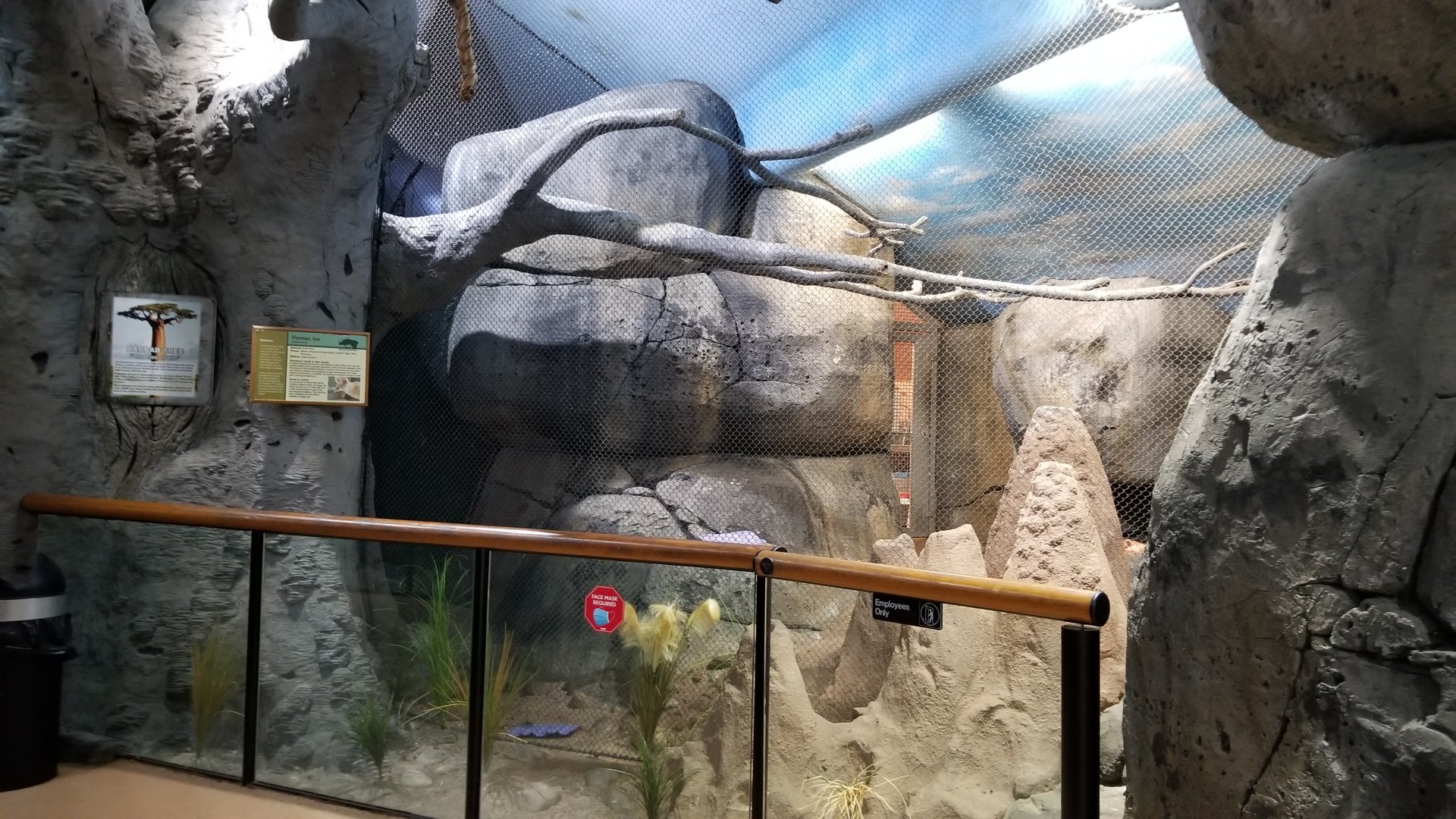 Staten Island Zoo - Fennec foxes