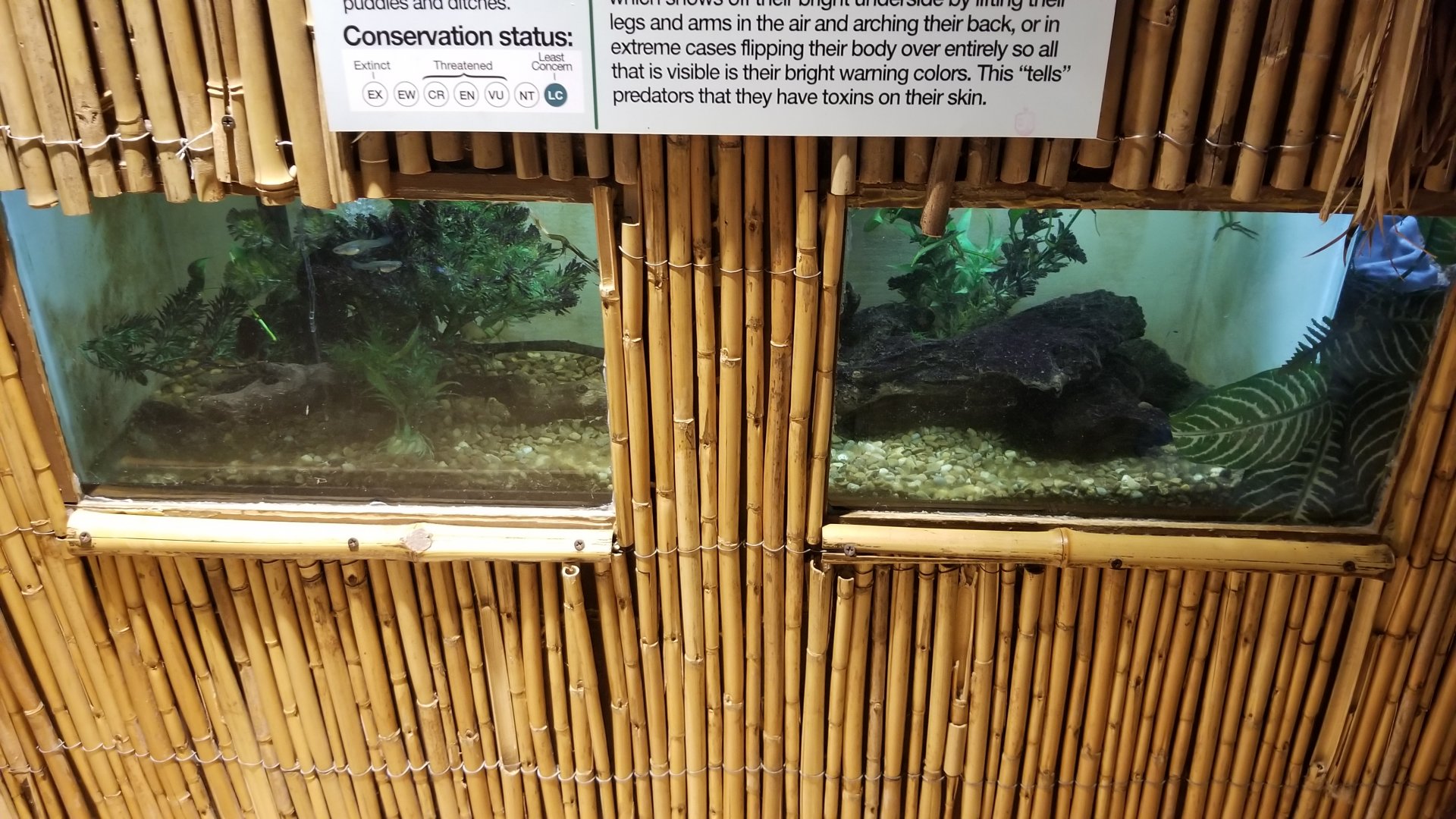 Staten Island Zoo - Fire-bellied toad