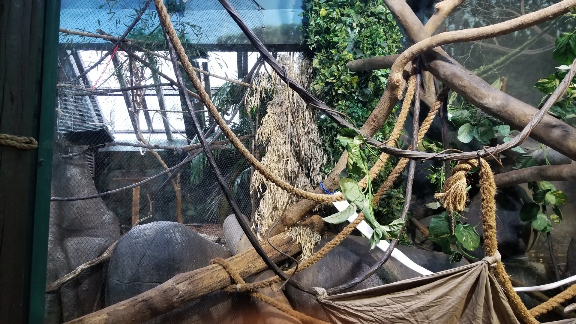 Staten Island Zoo - Fossa exhibit, keel-billed toucan