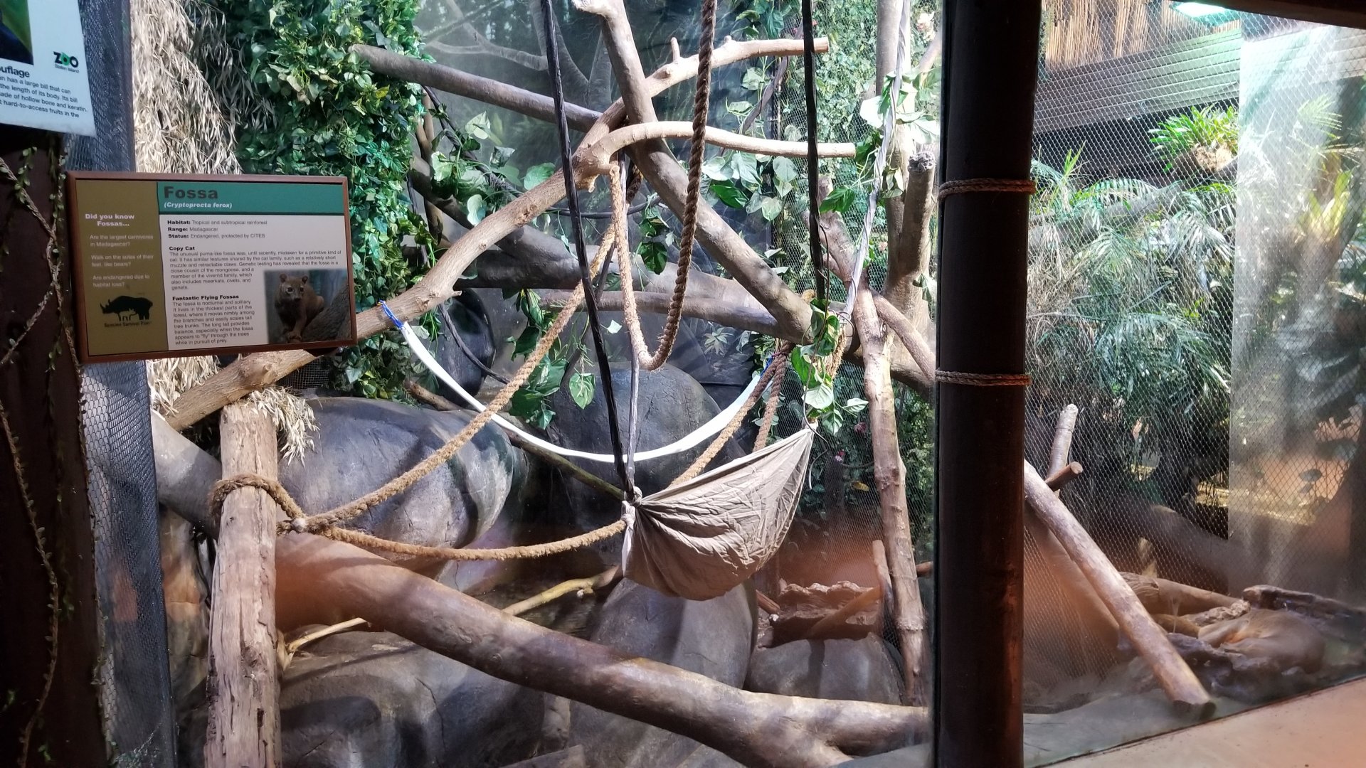 Staten Island Zoo - Fossa exhibit