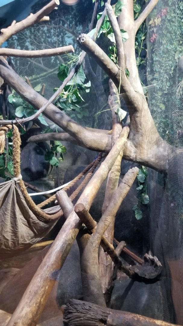 Staten Island Zoo - Fossa exhibit