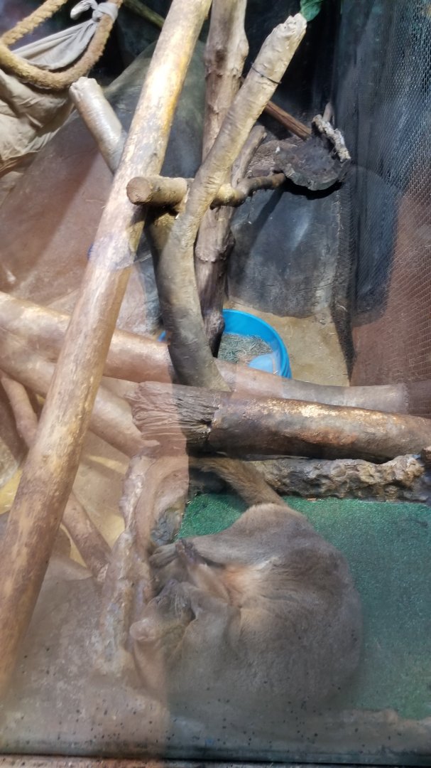 Staten Island Zoo - Fossa exhibit