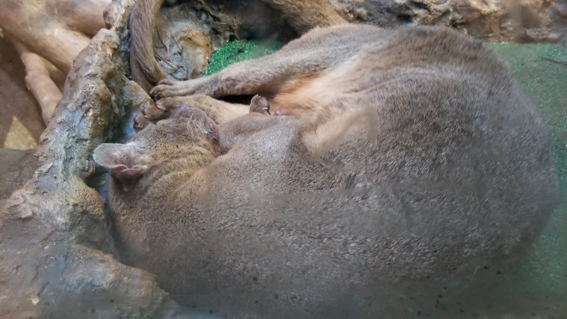 Staten Island Zoo - Fossa