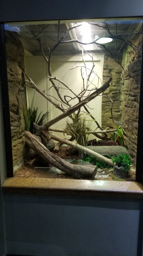 Staten Island Zoo - Frilled dragon