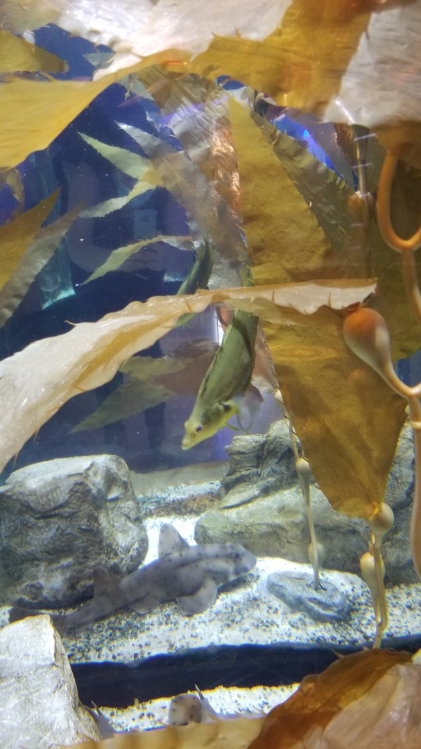 Staten Island Zoo - Giant kelpfish, horn shark