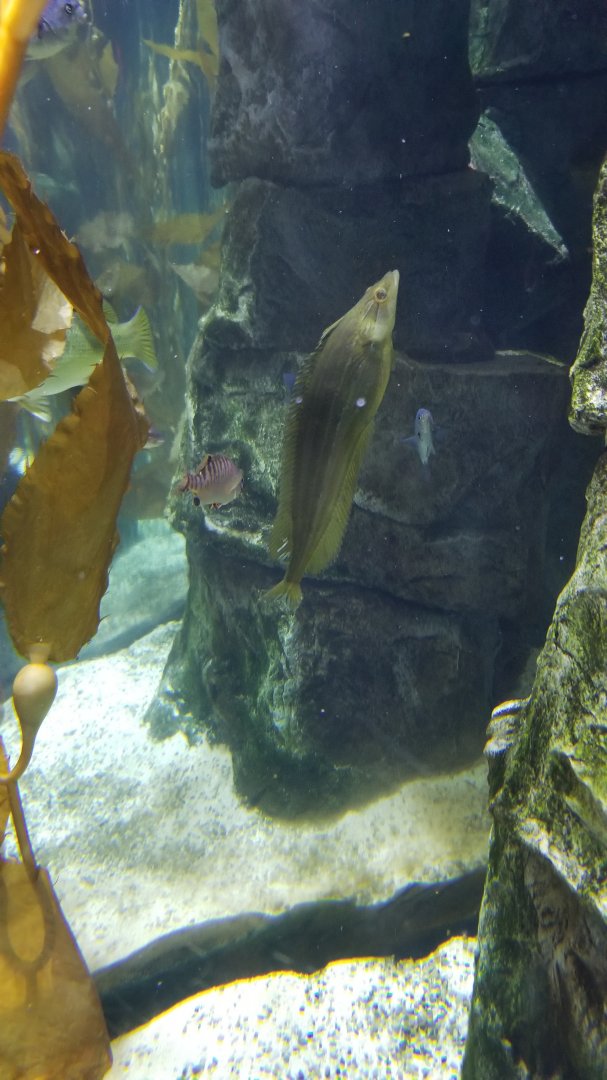 Staten Island Zoo - giant kelpfish