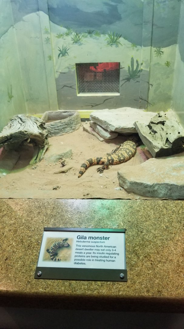 Staten Island Zoo - Gila monster