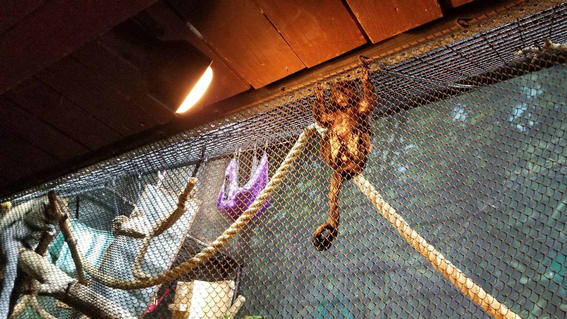 Staten Island Zoo - Goeldi's monkey