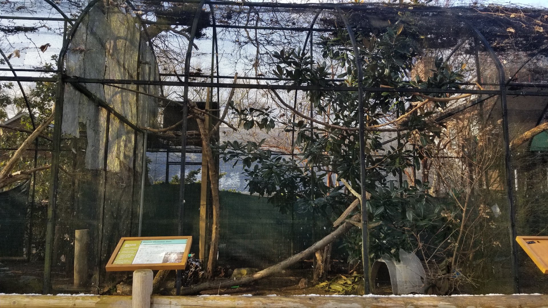 Staten Island Zoo - Great horned owl