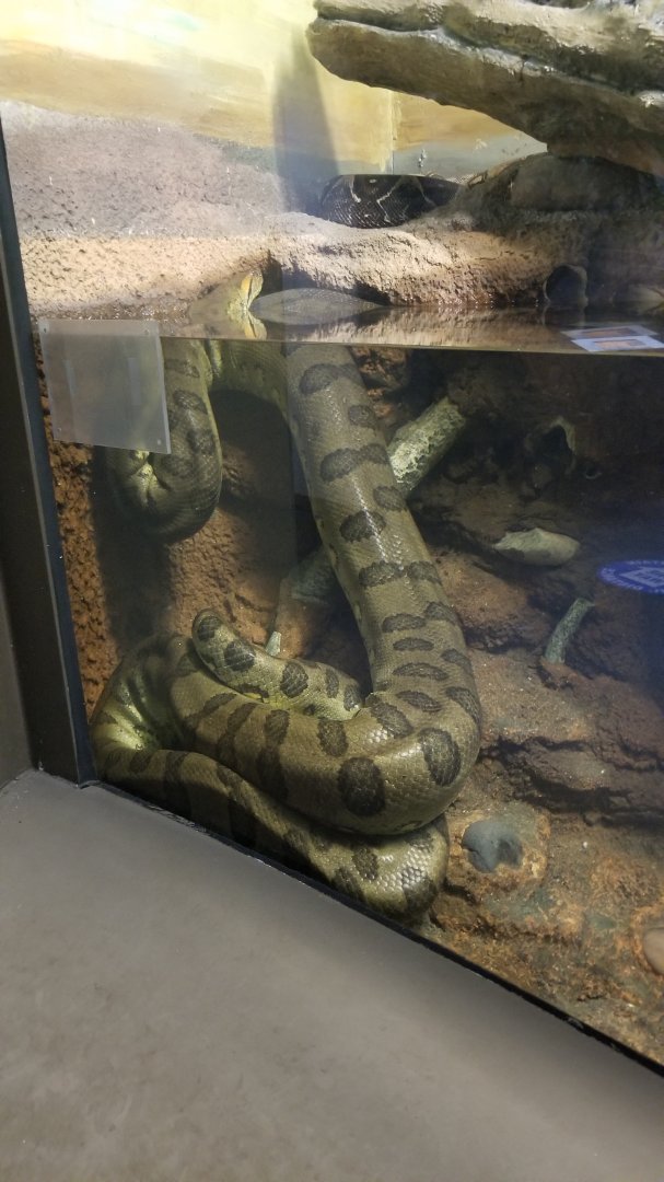 Staten Island Zoo - Green anaconda