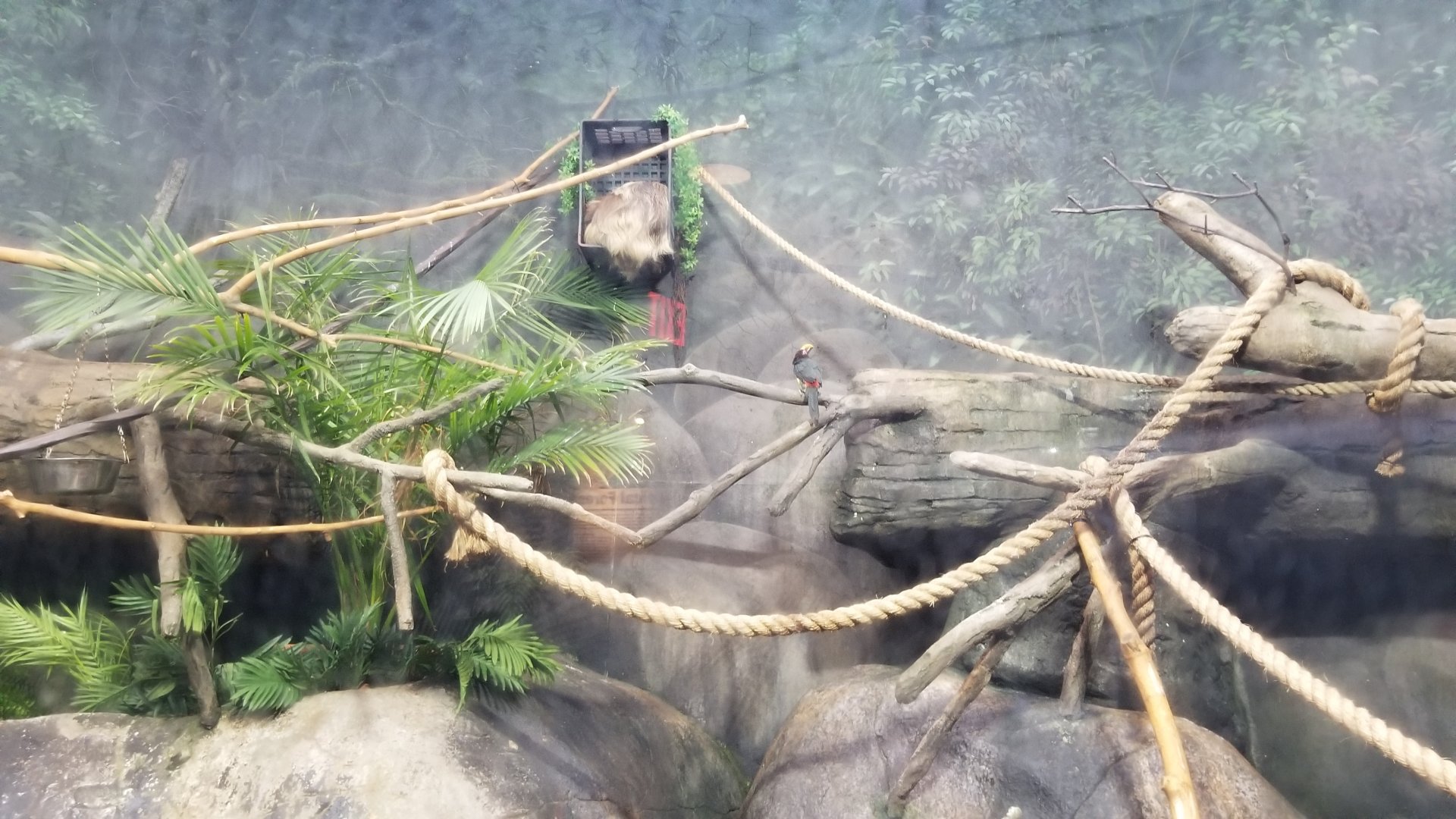 Staten Island Zoo - Green aracari, hoffman's sloth