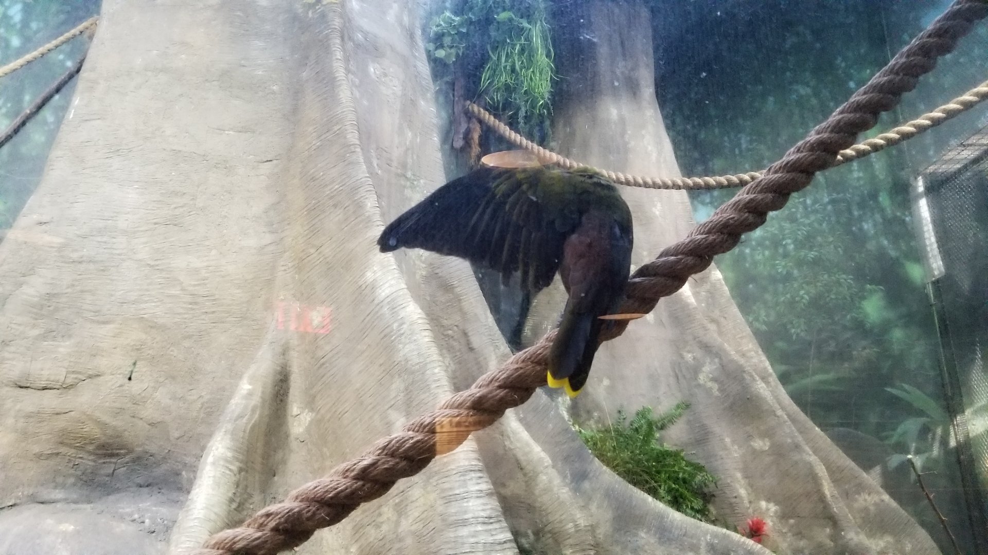Staten Island Zoo - Green oropendola