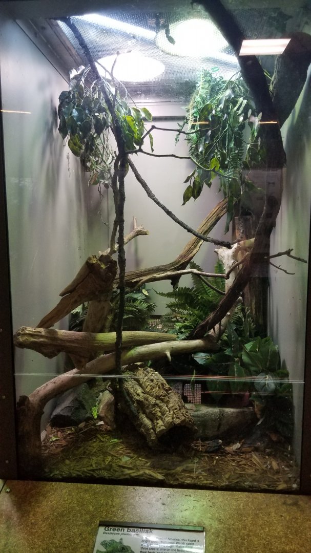 Staten Island Zoo - Green/plumed basilisk
