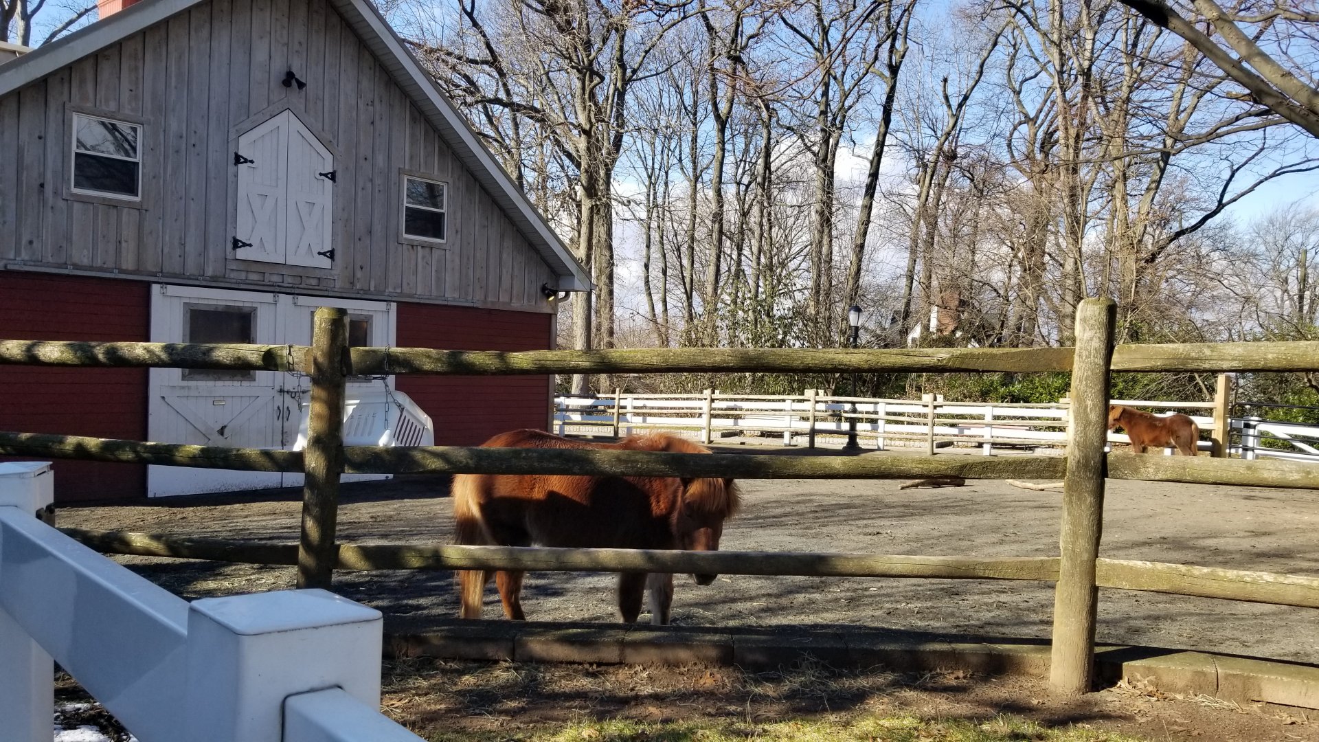 Staten Island Zoo - Horses
