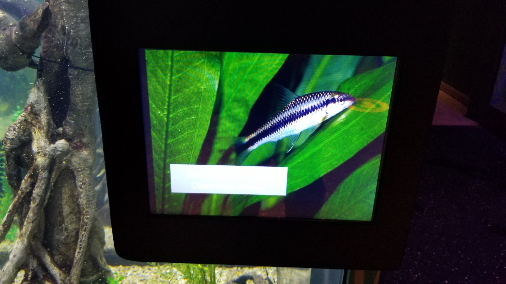Staten Island Zoo - ID? Species name didn't come out on sign photo.
