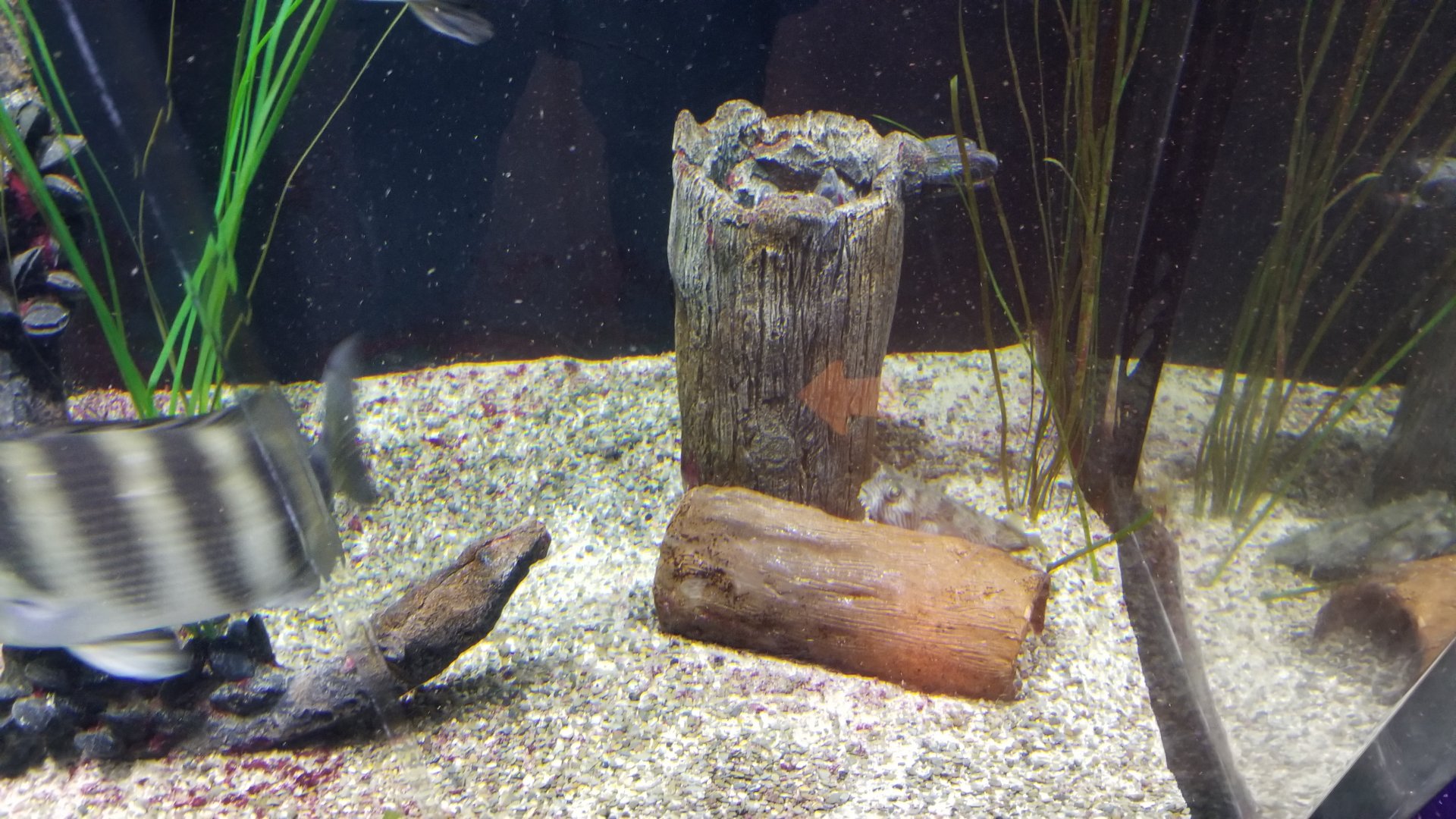 Staten Island Zoo - ID?