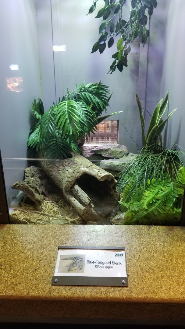 Staten Island Zoo - Indonesian blue-tongued skink