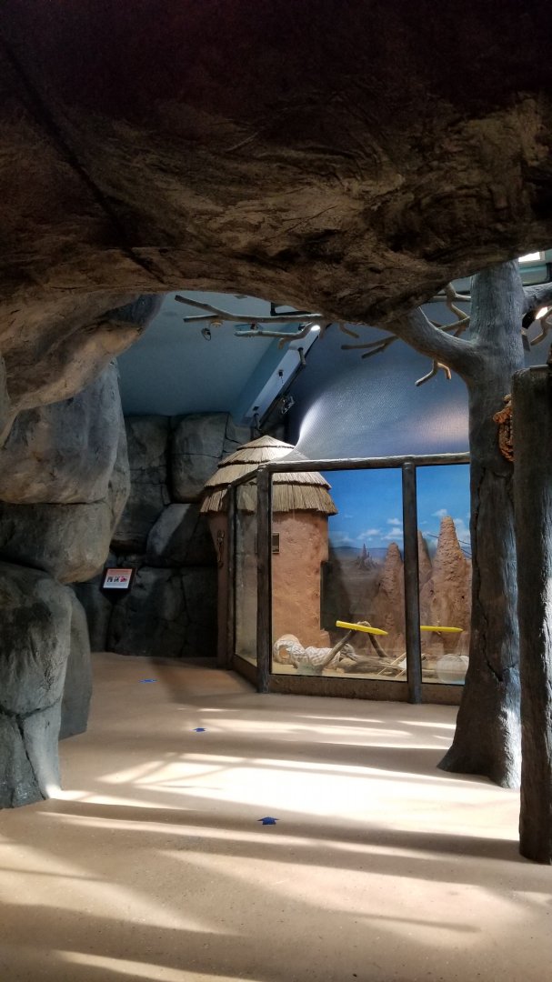 Staten Island Zoo - Inside building entrance, meerkats