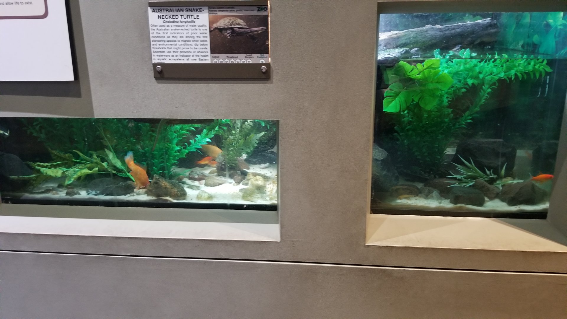 Staten Island Zoo - Jardine river turtle, eastern long-necked turtle, unsigned fish