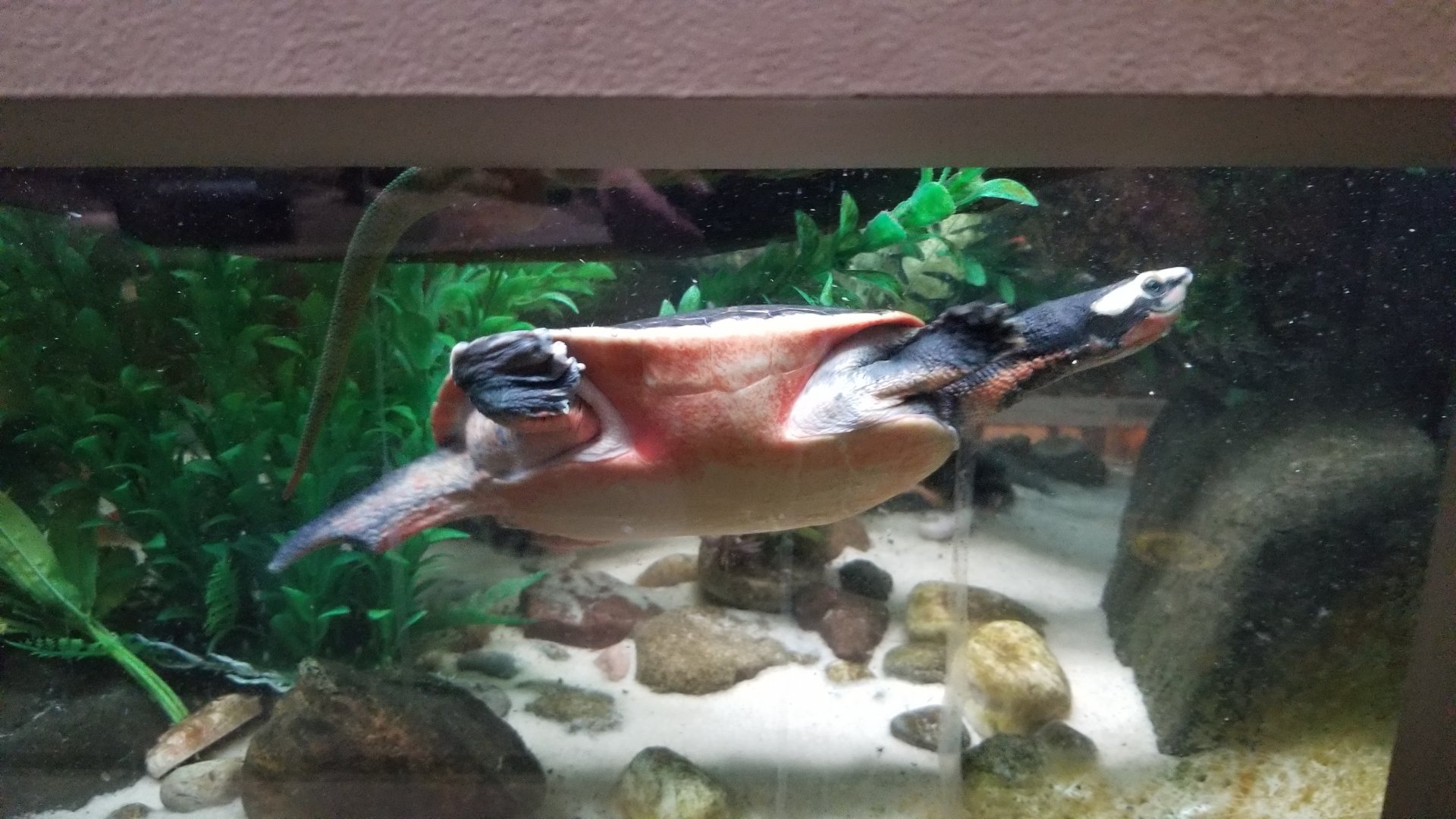 Staten Island Zoo - Jardine river turtle