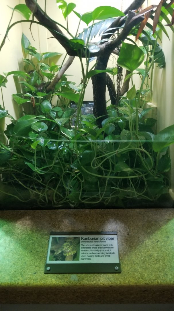 Staten Island Zoo - Kanburian pit viper
