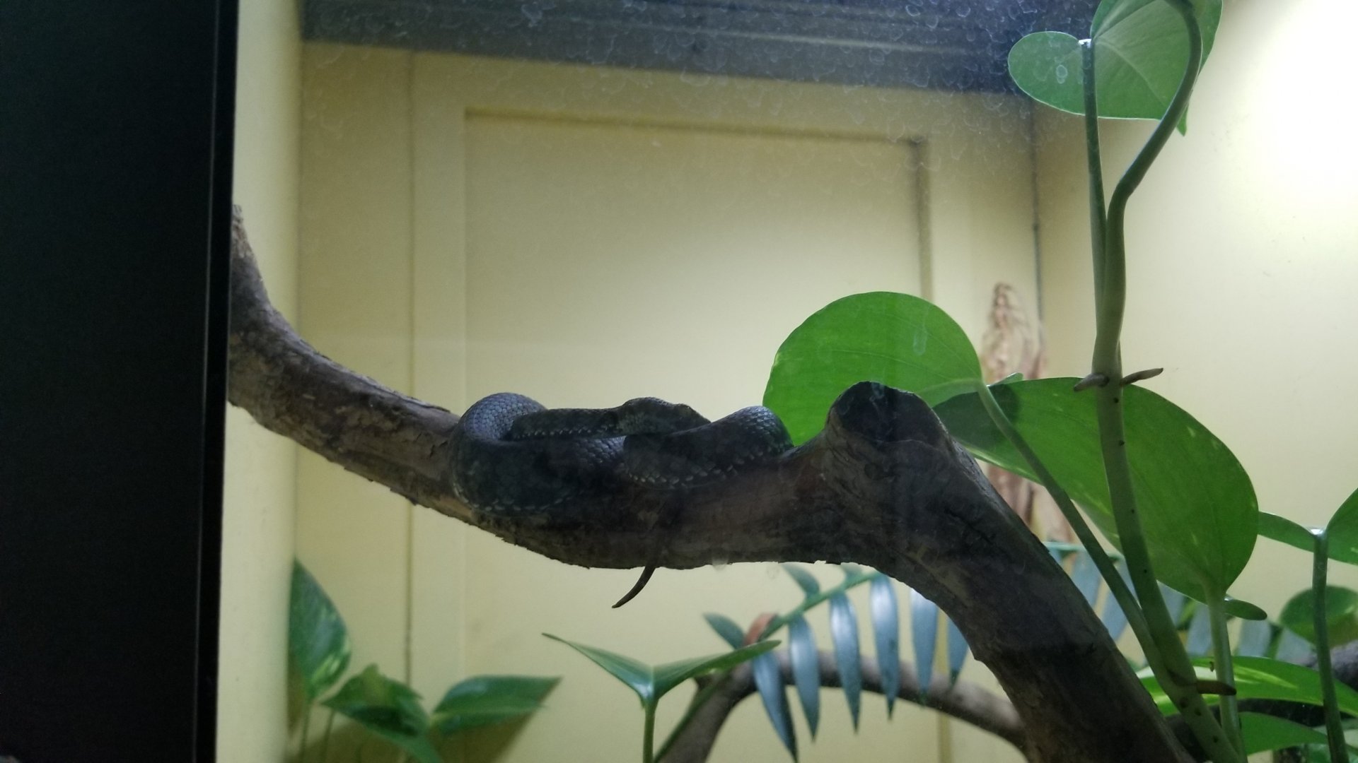 Staten Island Zoo - Kanburian pit viper