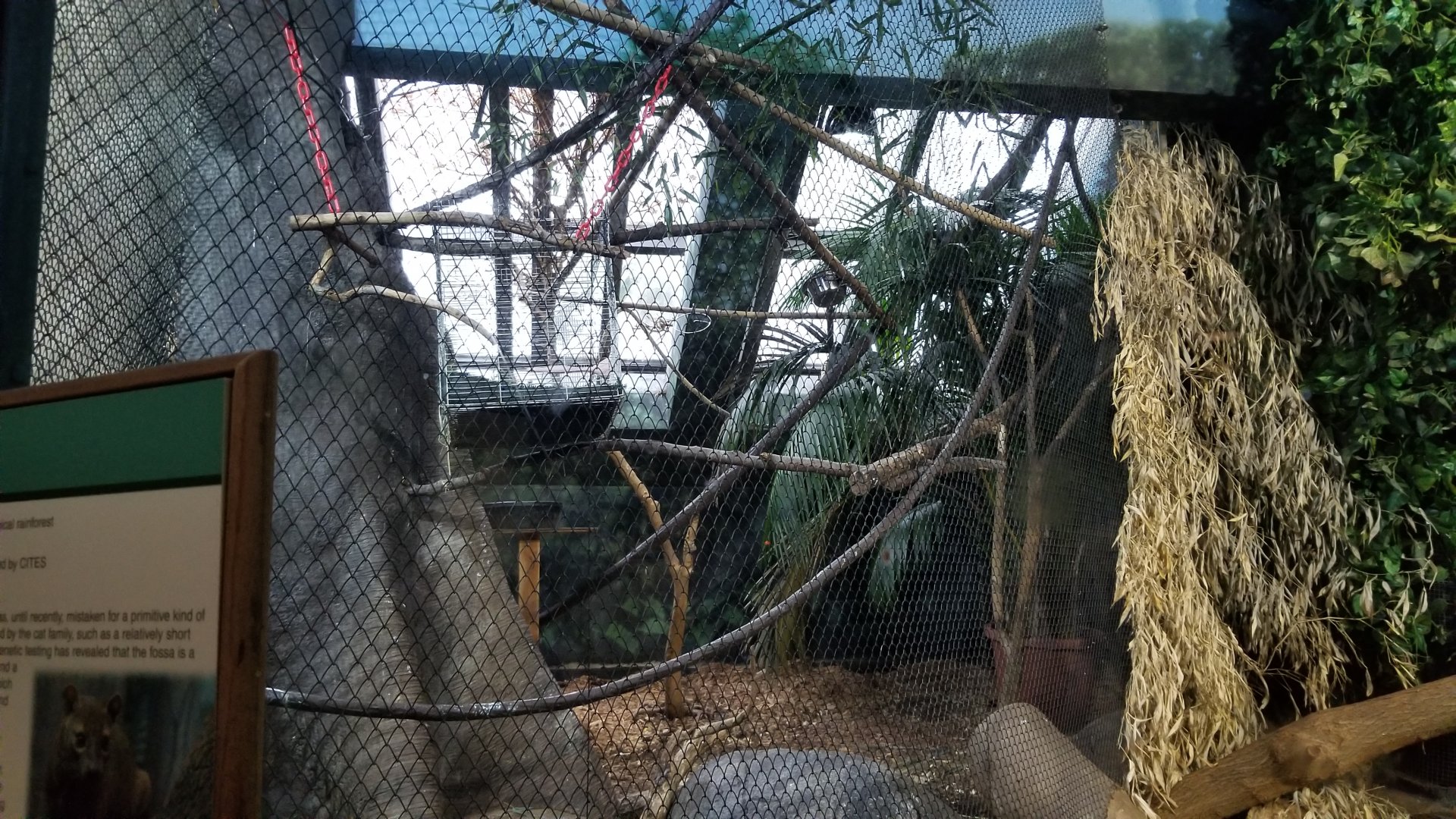 Staten Island Zoo - Keel-billed toucan