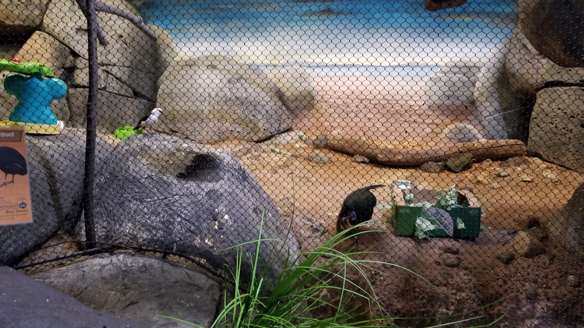 Staten Island Zoo - Kenyan crested guineafowl, white-headed buffalo weaver