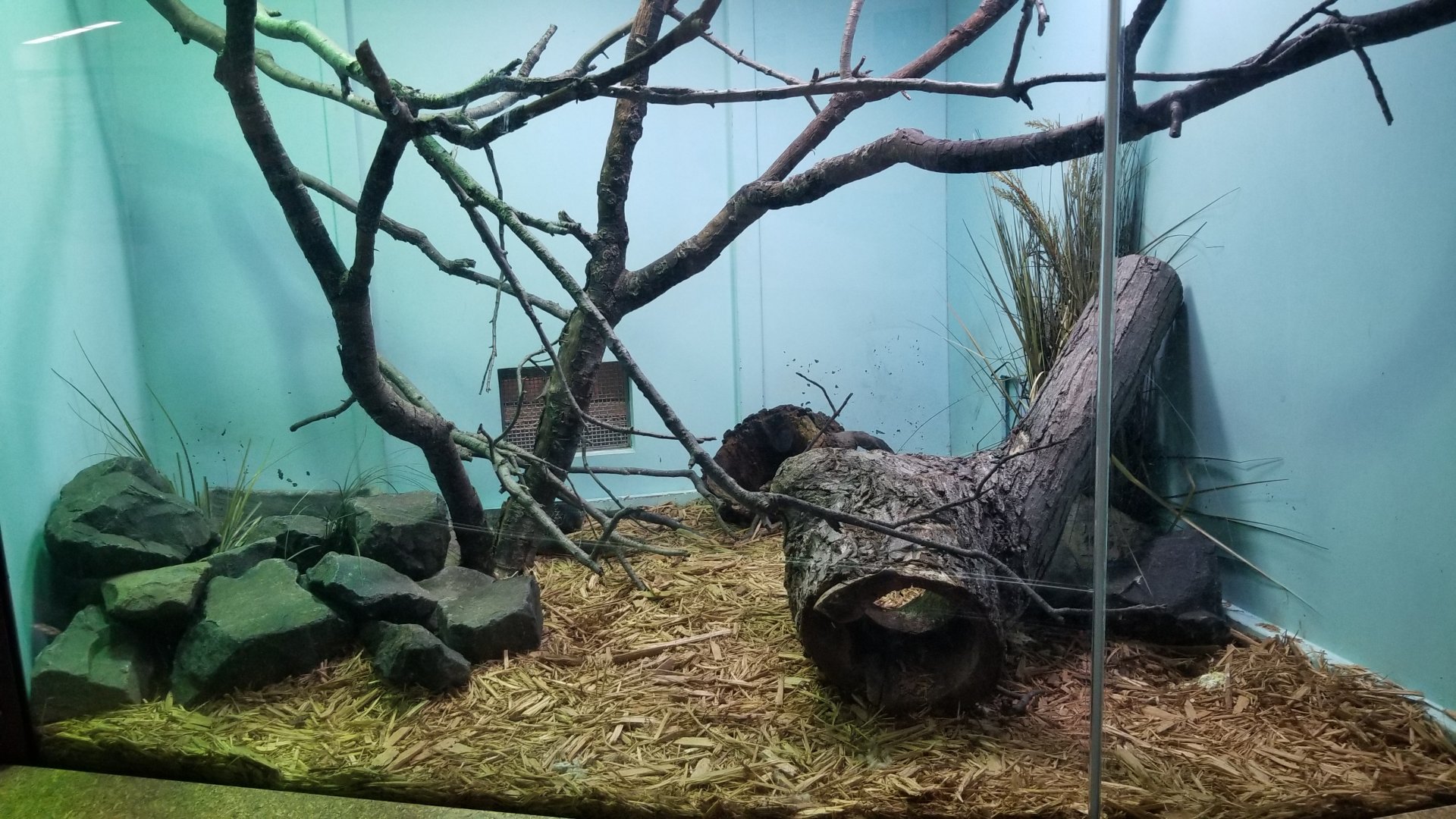Staten Island Zoo - King cobra exhibit