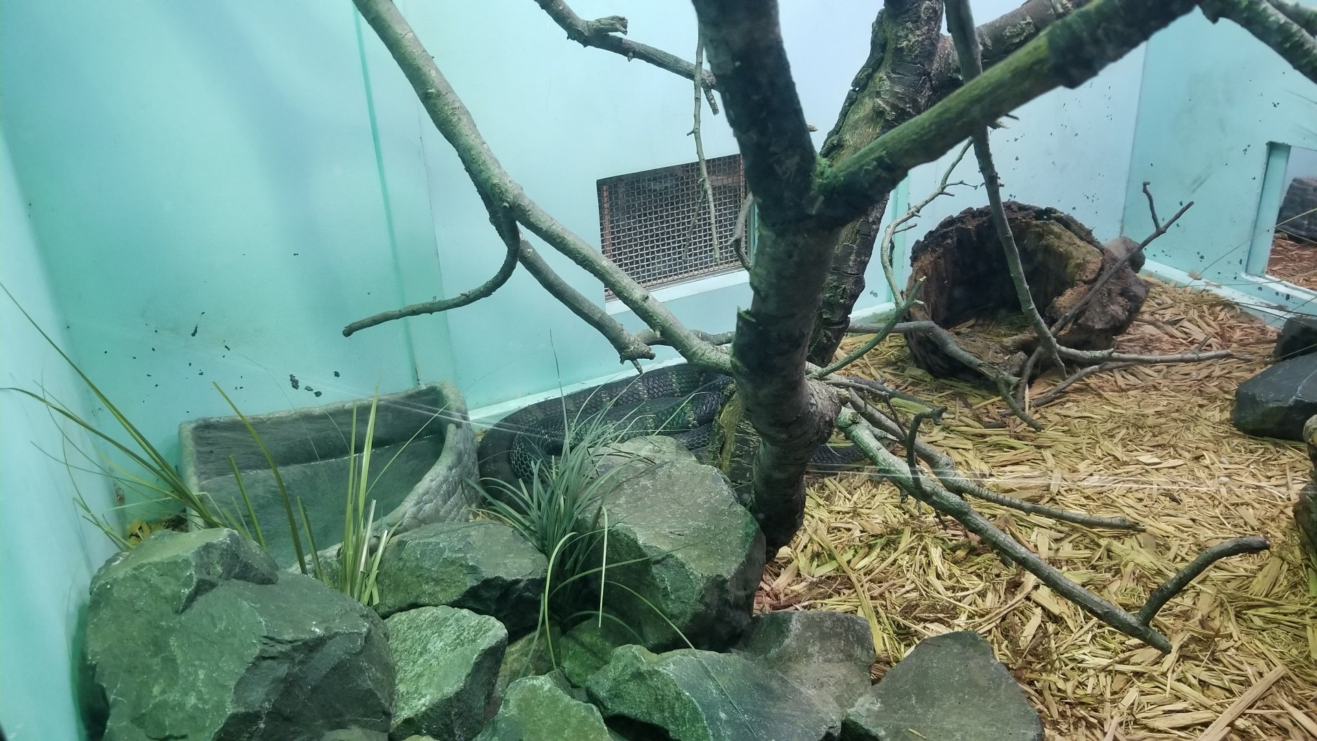 Staten Island Zoo - King cobra