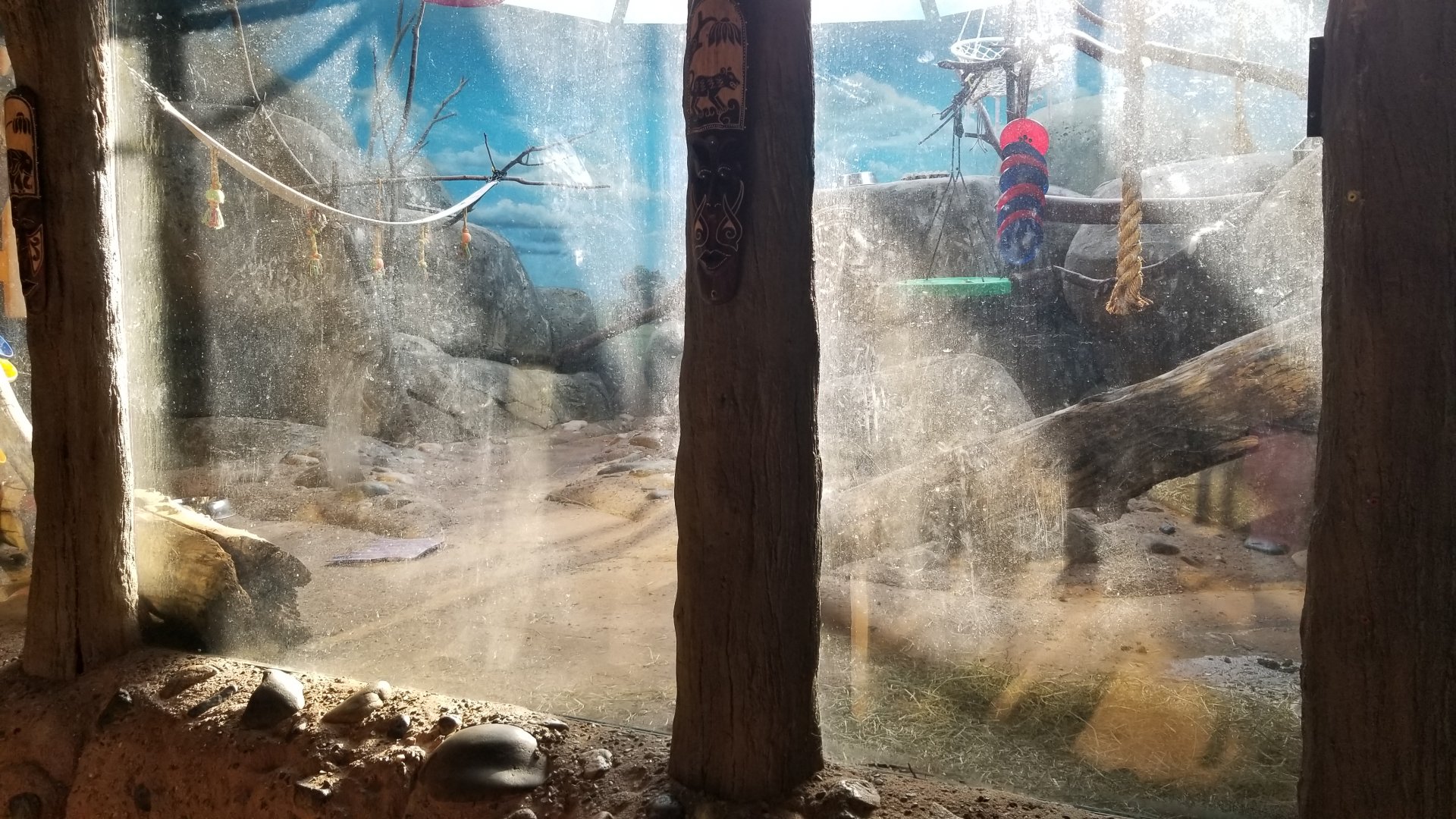 Staten Island Zoo - Klipspringer, ring-tailed lemur