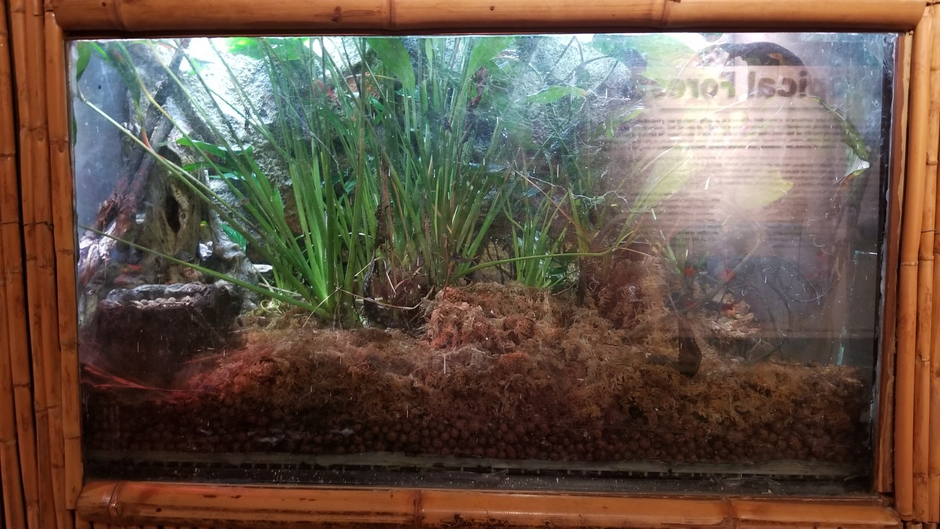 Staten Island Zoo - Lemur leaf frog