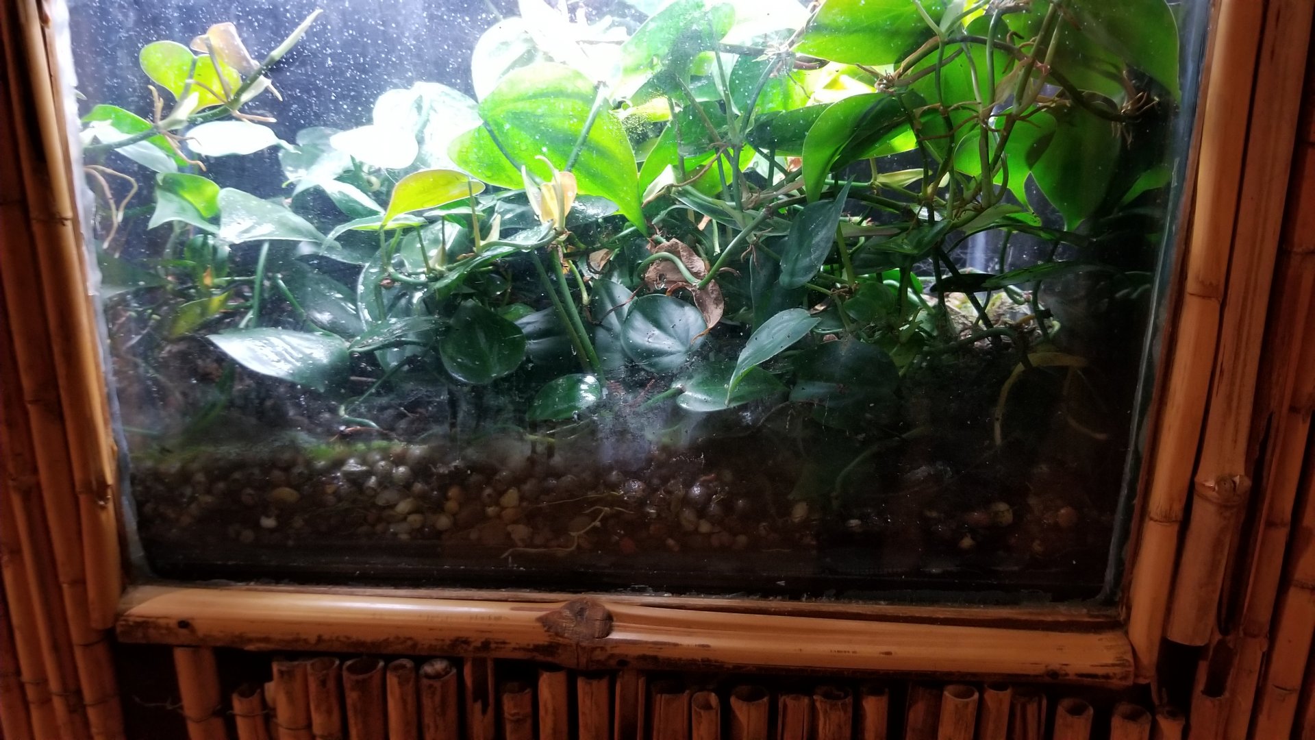 Staten Island Zoo - Lemur leaf frog