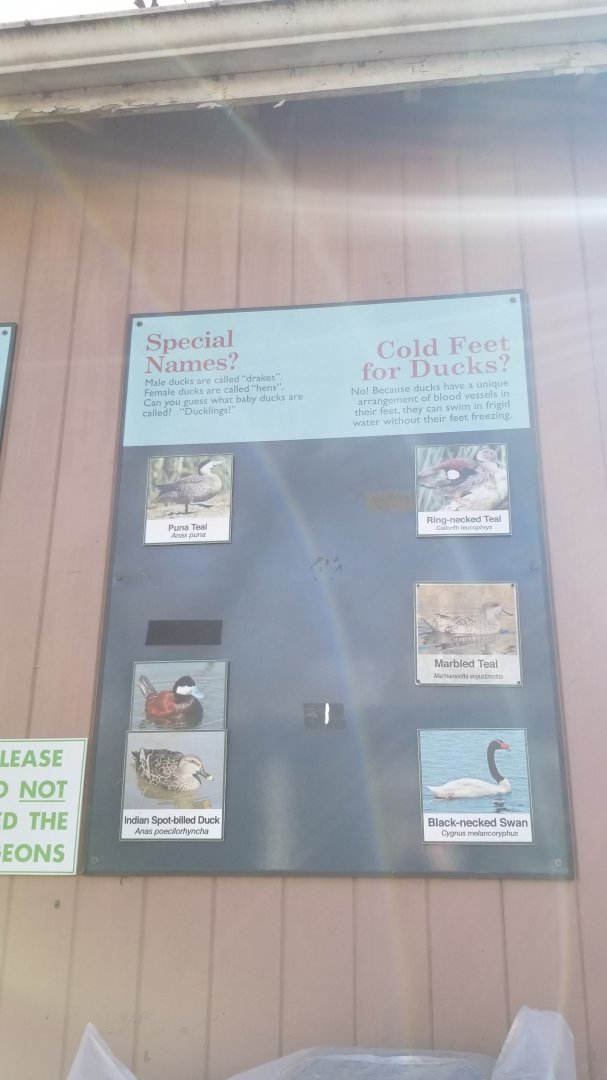 Staten Island Zoo - List of species in beaver pond