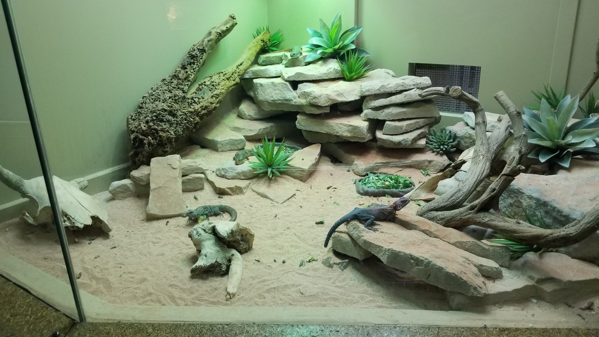 Staten Island Zoo - Lizards