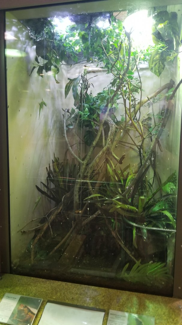 Staten Island Zoo - Madagascar day gecko, tomato frog