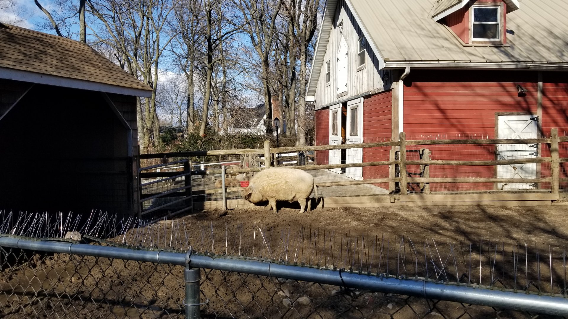 Staten Island Zoo - Mangalitsa pig