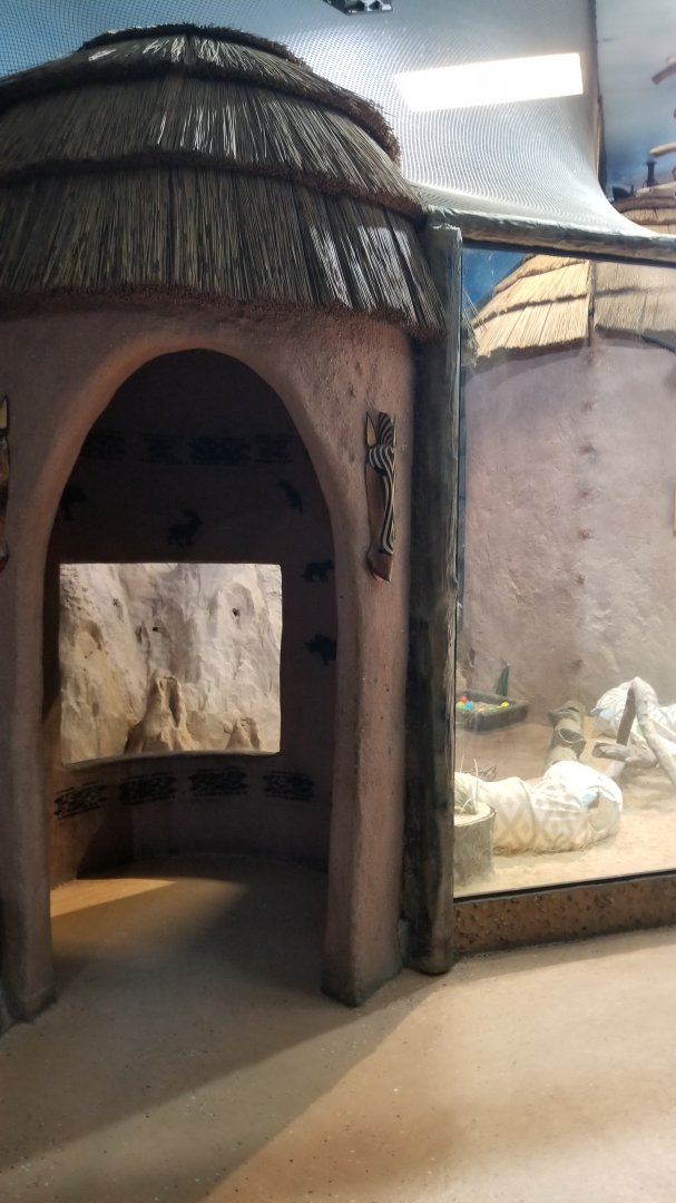 Staten Island Zoo - Meerkats