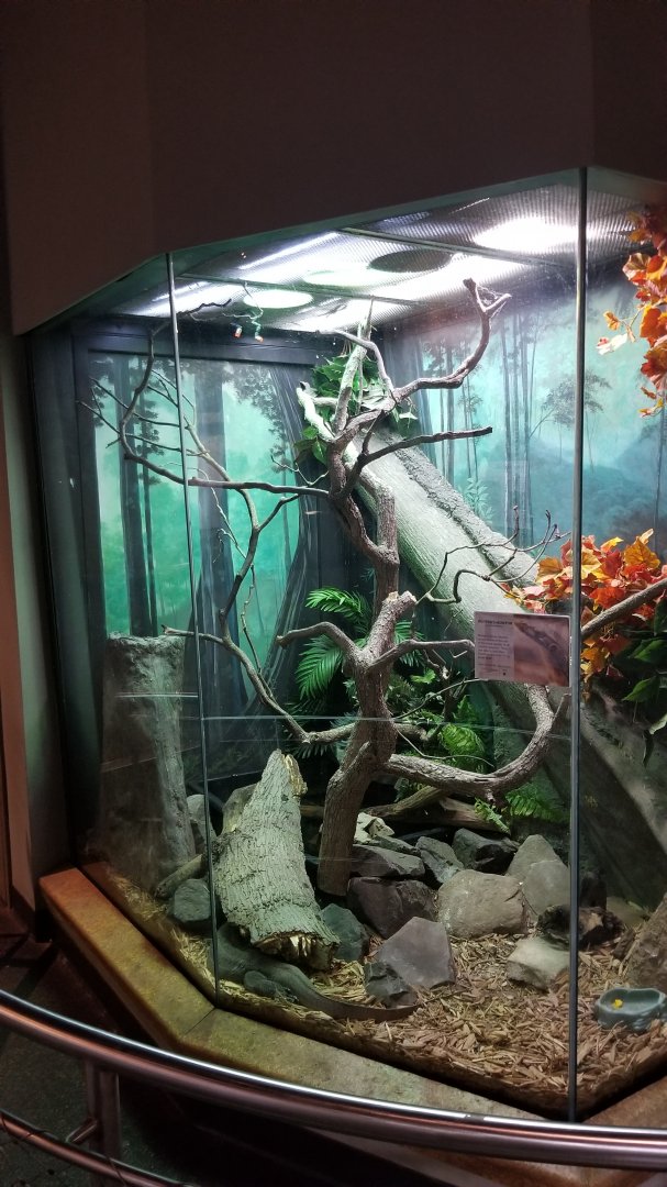 Staten Island Zoo - Merten's water monitor