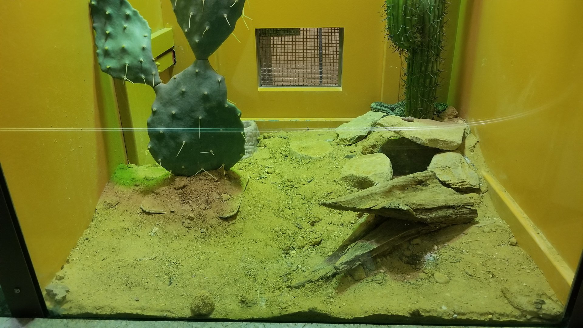 Staten Island Zoo - Mexican lancehead rattlesnake