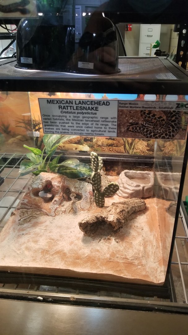 Staten Island Zoo - Mexican lancehead rattlesnake