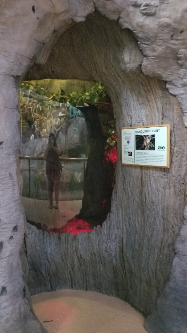 Staten Island Zoo - Mohol bushbaby