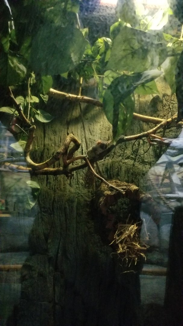 Staten Island Zoo - Mohol bushbaby