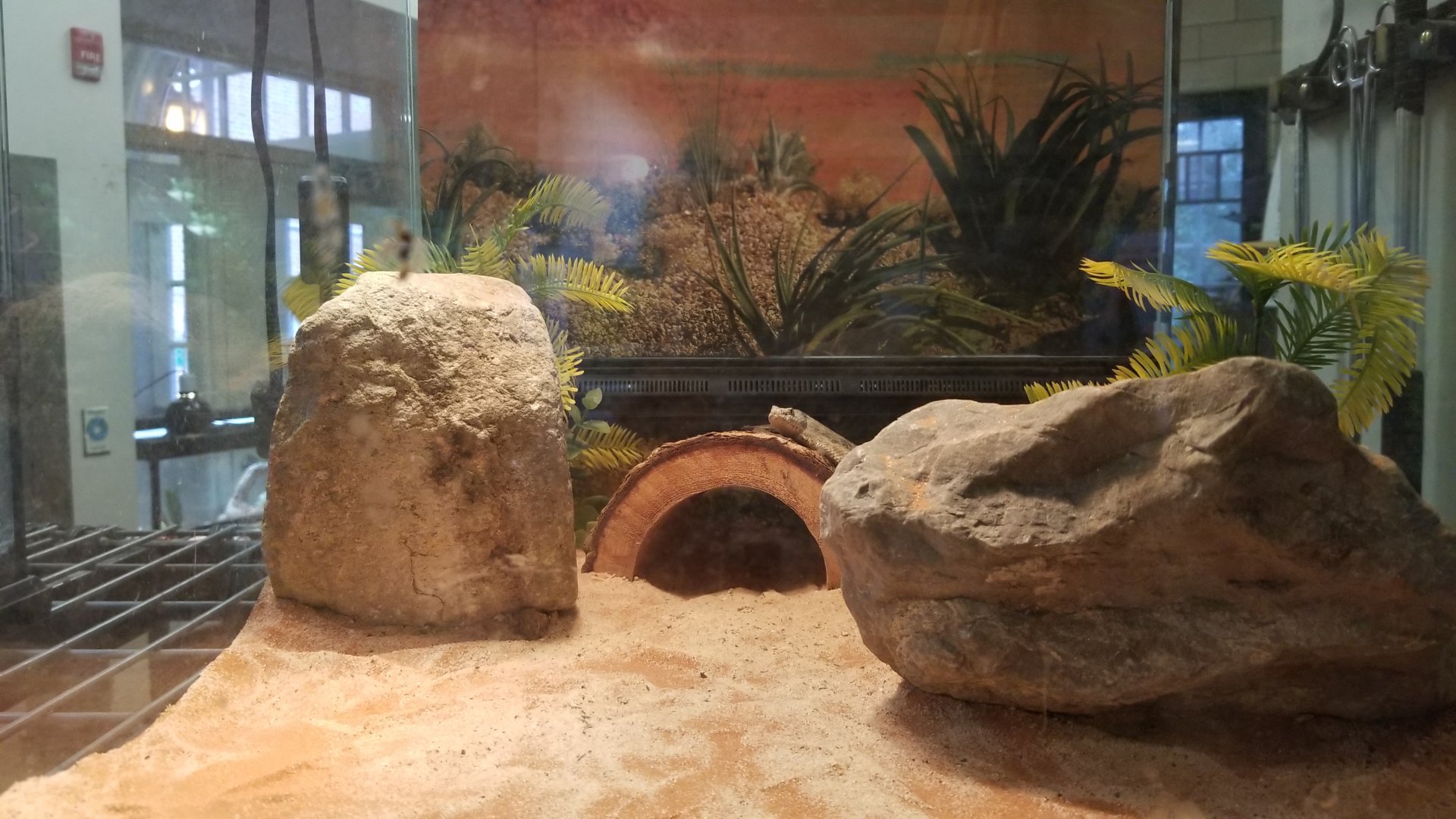 Staten Island Zoo - Mottled rock rattlesnake