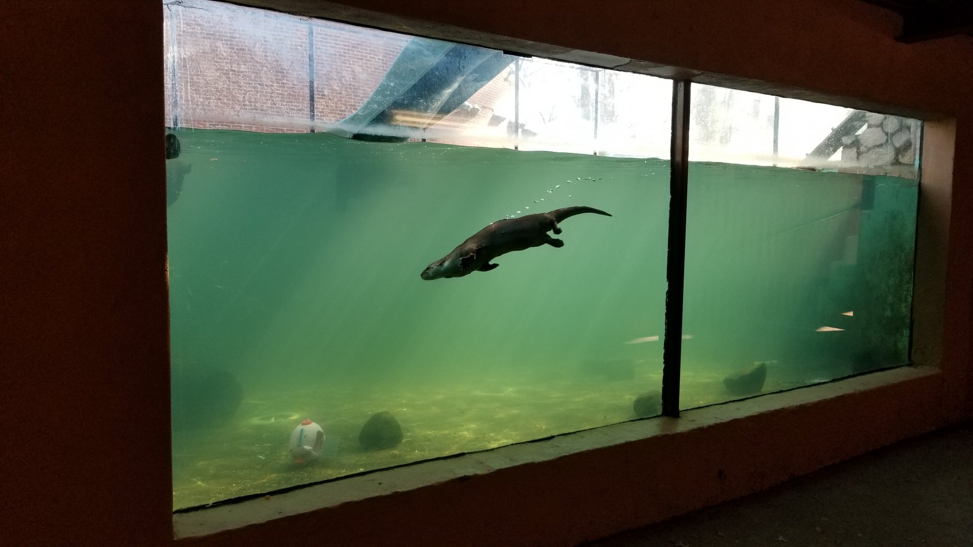 Staten Island Zoo - NA river otters underwater