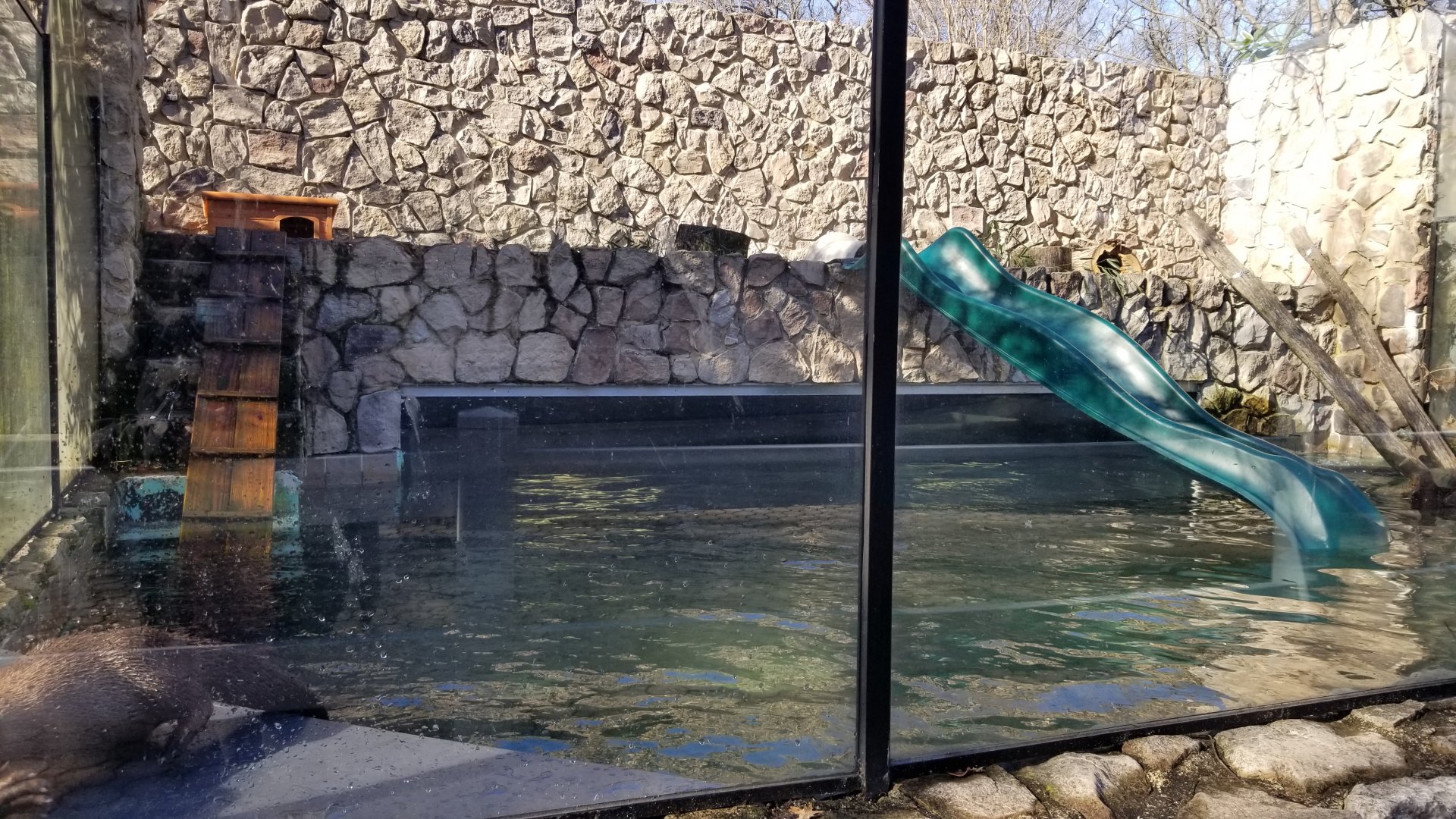 Staten Island Zoo - NA river otters