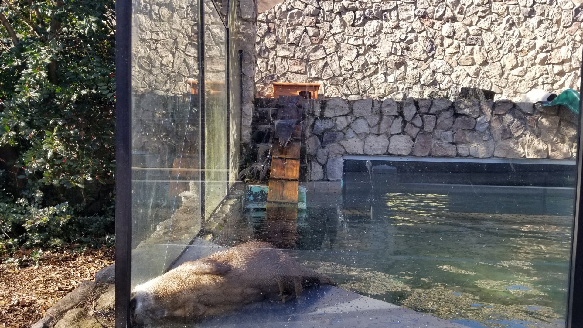 Staten Island Zoo - NA river otters