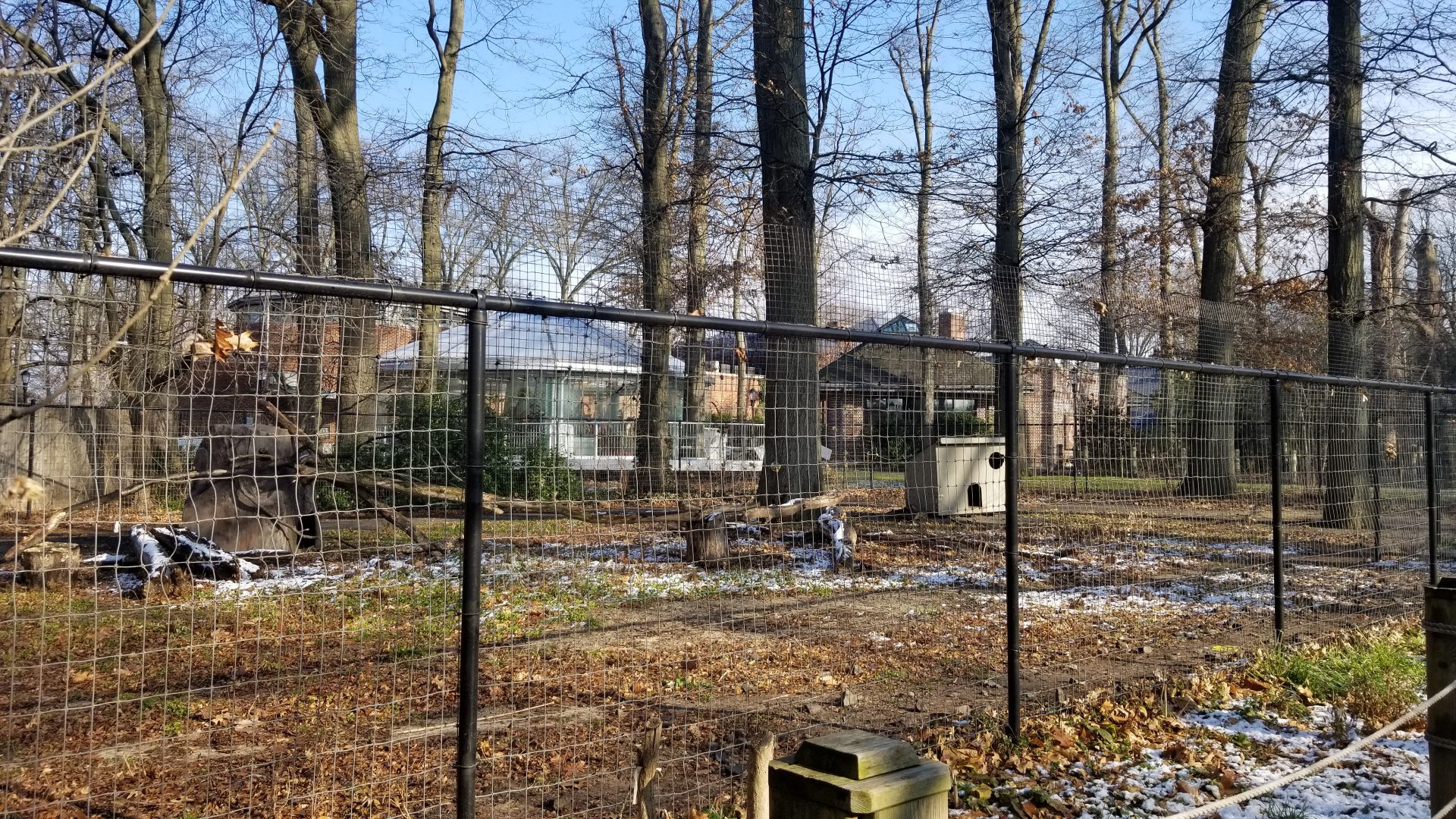 Staten Island Zoo - Ostrich, southern ground hornbill yard