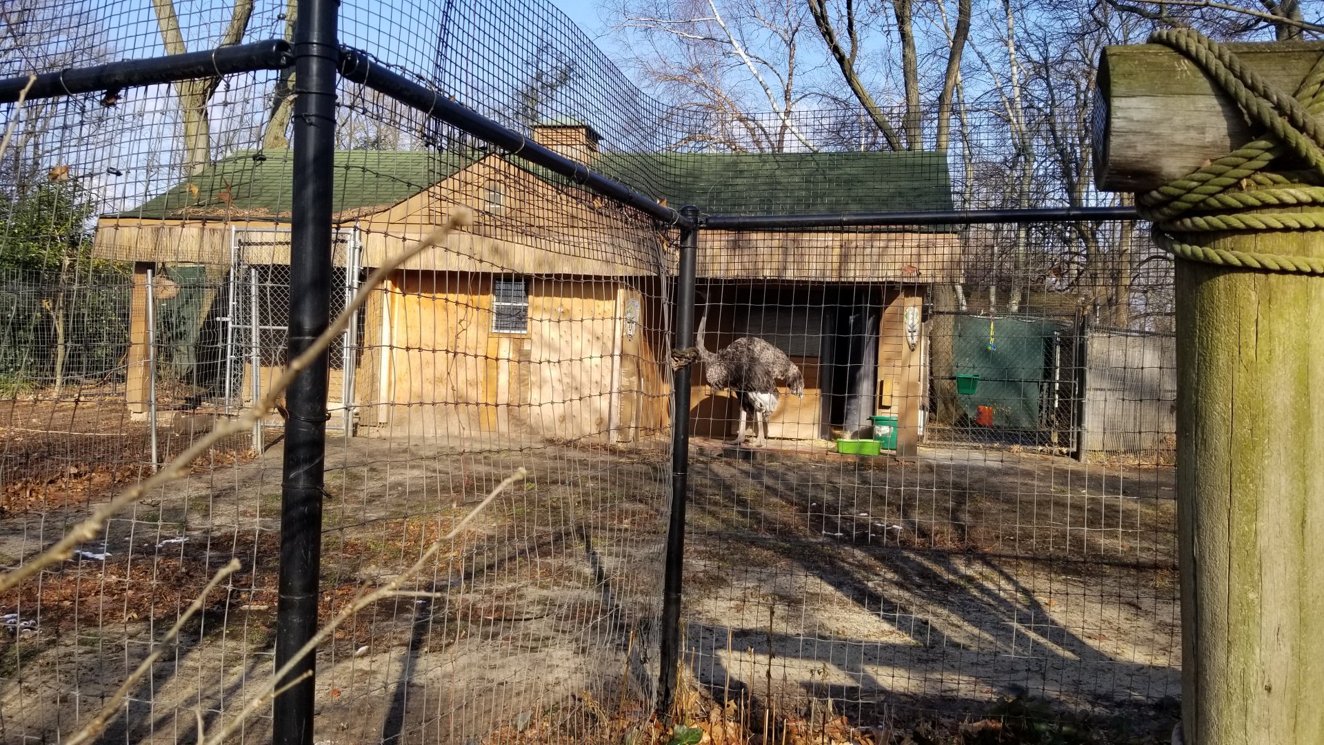 Staten Island Zoo - Ostrich